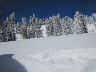 Blue skies and snowy trees. We had gorgeous weather on...