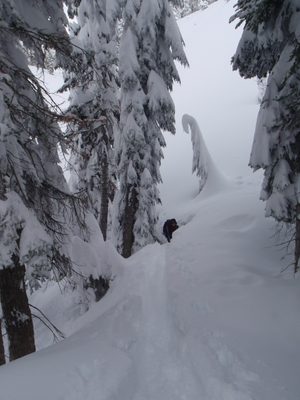 These trees got seriously covered in snow.