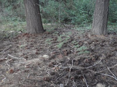 Pinecone forest.