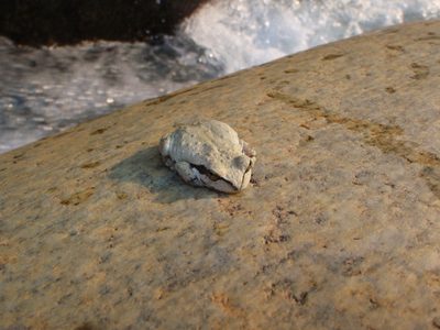 Frog again, a little closer.   About as close as I...