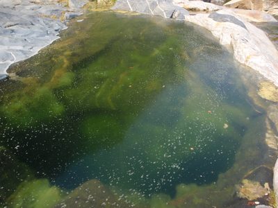 Frog soup!  (A pool in a pot hole cut off from flow of...