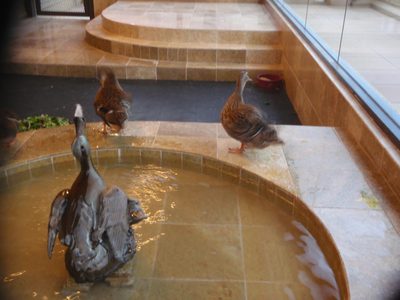 Ducks at The Peabody.