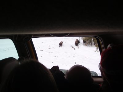 Looking out the window at bison.