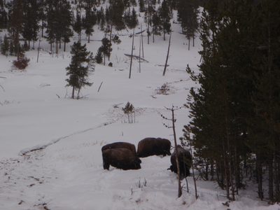 Bison collecting vegetation from under the snow.