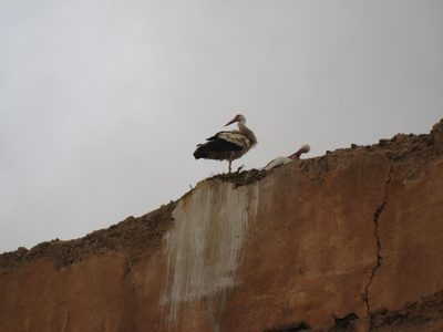 A stork on top of the El Badi Palace in Marrakech. 
