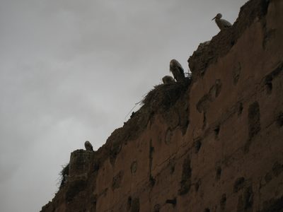 Storks and their nests on the roof of El Badi Palace.