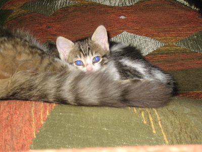 Kitten in the Riad Omar.