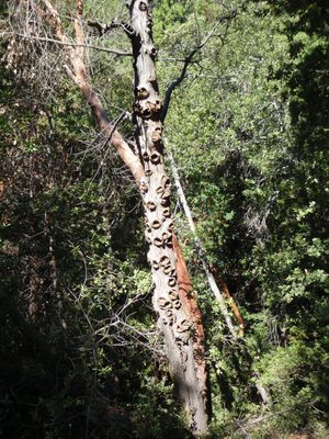 I think this is what happens when a tree gets leprosy.