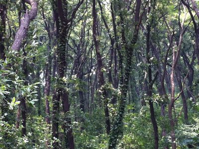 Behind the mausoleum is a large forest with trails for...