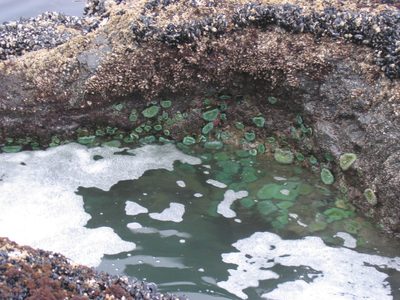 My favorite part of the tide pools were the day-glow...