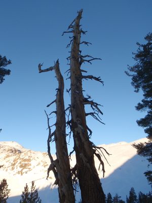 Old dead tree. I thought it was a foxtail pine, but...