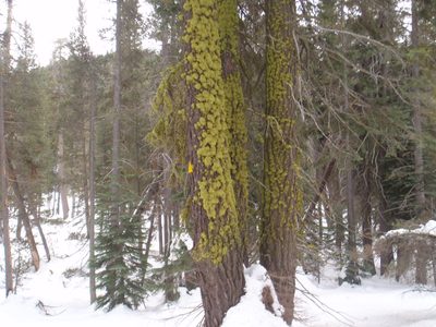 The wintergreen effect of the bright moss on a winter...