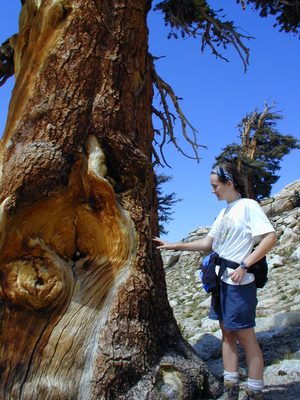 Rachel, touching the sap of a Foxtail Pine that is...
