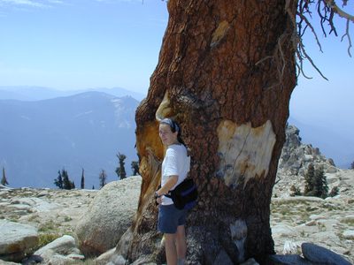 It's a large tree to be growing at this Altitude (well...