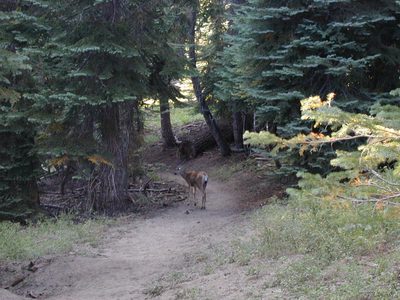 Hello, little mule deer.