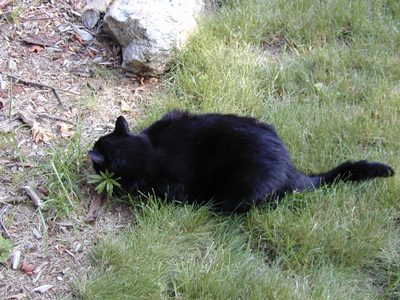 Mmm.  Plant.  So good for scratching with.