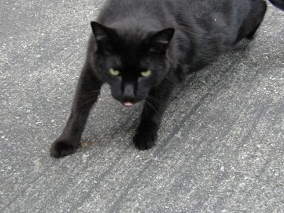 Shadow the kitty.