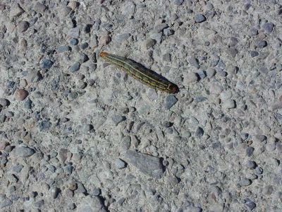 All I remember about this caterpillar which Mom and I...