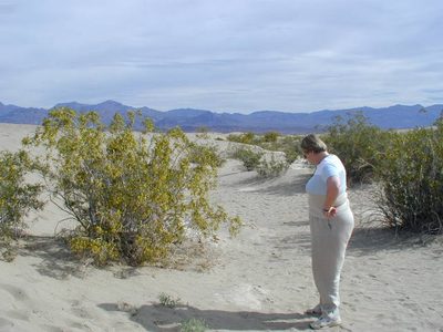 Mom inspecting a flowering mesquite bush near the sand...