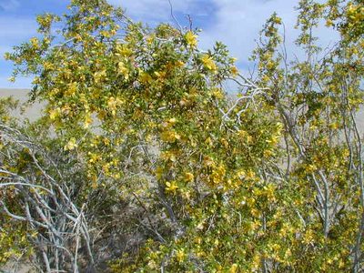 Flowering mesquite.