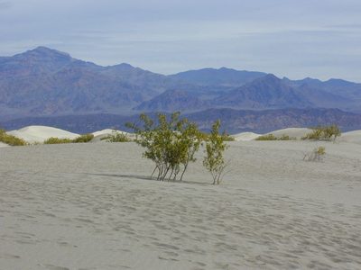 Some mesquite growing in the sand dunes.  Looking east.