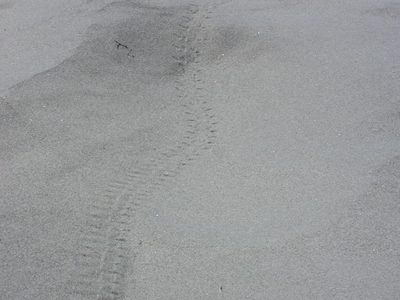 Rattlesnake tracks!