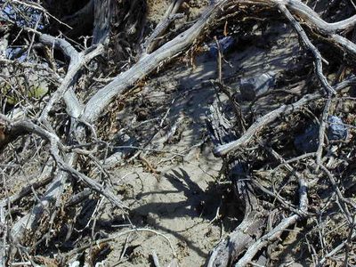 Can you spot the lizard?  Animals sure are good at...