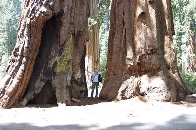 Stephan holding two sequoias apart.