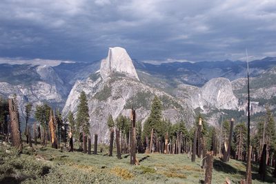 Half Dome and burnt out forest.