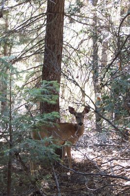 Stephan spots a mule deer.