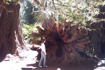 Rachel inspecting a large stump.