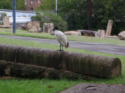 These birds were everywhere.  One even wandered into a...