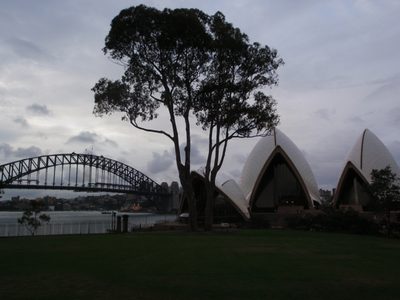 One of the oldest trees in Sydney, with Opera House and...