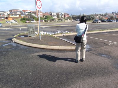 Monica filming the parking lot wildlife.