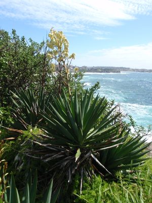 Some Australian version of a Yucca plant.