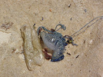 Poisonous Australian jellyfish!  No worries, our tour...