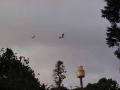 Flying foxes!  In the bot, during the morning run.