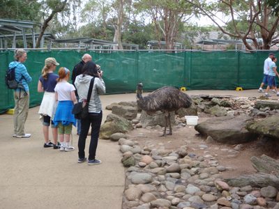 An emu!