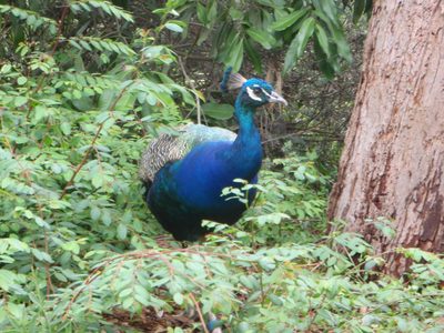 A peacock!