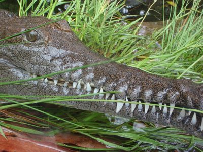 A water dragon!  Of some sort.  Which type, exactly, we forget.