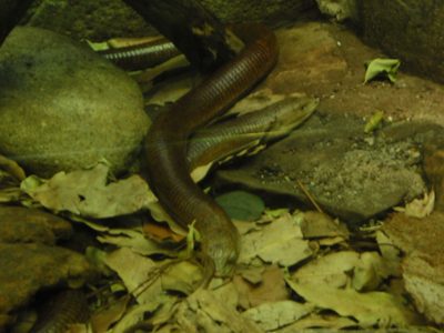 A legless lizard.  No, it's not a snake.  Creepy.  Two, actually.