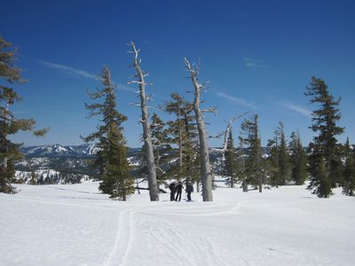 We tended to pick out dead trees or in this case pairs...