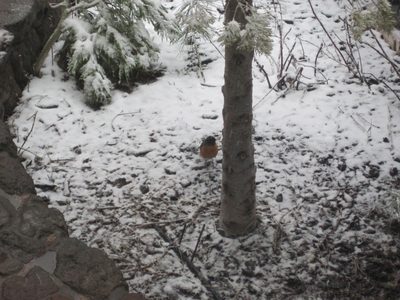 A very confused-looking robin, hopping around in the...