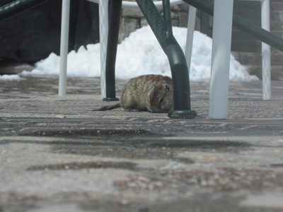 Baby marmot? Chipmunk? We weren't sure.