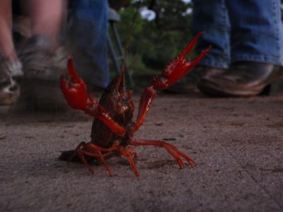 A crayfish begs to be spared.  Or perhaps is in its...