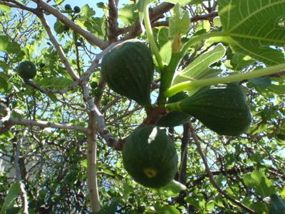 A fig tree outside Catherine's lab.