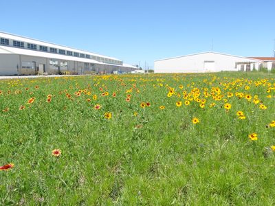 Wildflowers outside of Catherine's lab.