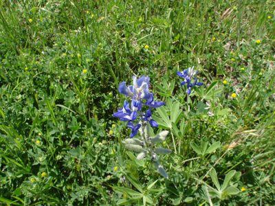 I think these are Texas Blue Bonnets.  They seem a bit...