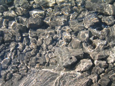 Little black bugs in Lake Helen that would float on the...