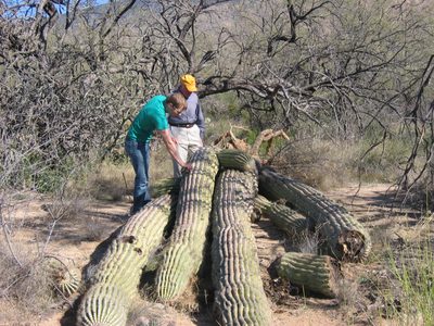 John and dad inspecting a fallen saguaro.